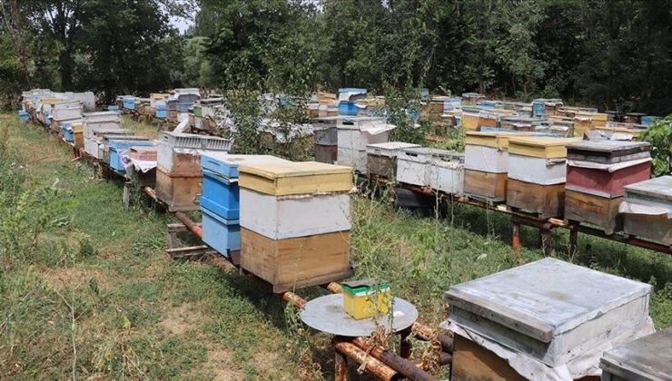 Ağrılı arıcılar tescilli “geven balı” hasadında