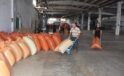 TMO, Giresun ve Ordu’da fındık alımlarına başladı
